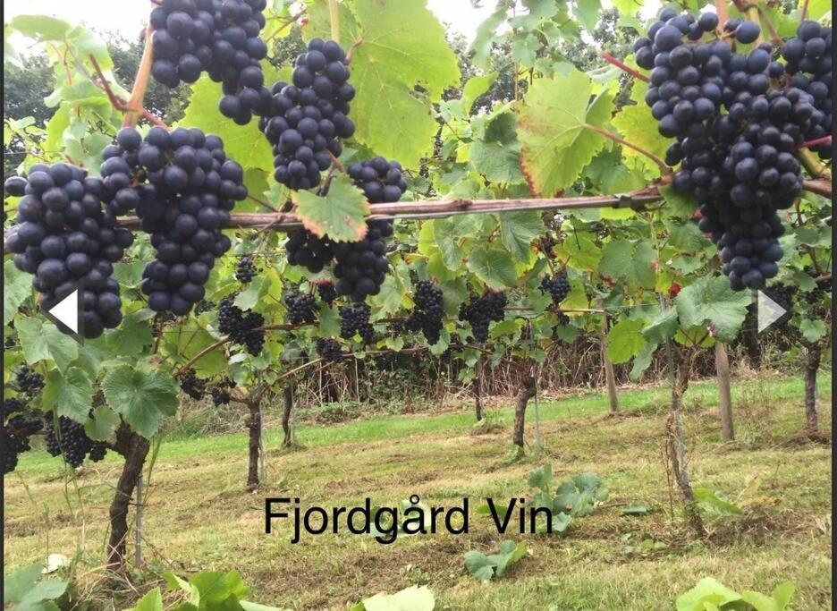 Appartamento Mindedalen - Idyl Taet Pa Alt Og Helt I Fred Billum Esterno foto